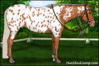 Horse Color:Silver Bay Appaloosa Rabicano