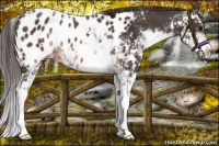 Horse Color:Buckskin Sabino Appaloosa Rabicano 
