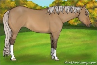 Horse Color:Unknown 