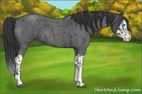 Horse Color:Blue Roan Sabino Splash and Blue Roan Sabino Splash