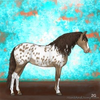 Horse Color:Liver Red Dun Appaloosa 