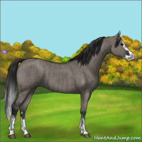 Horse Color:Grullo Roan Sabino Splash and Gray Grullo Roan Sabino Splash