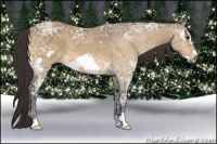 Horse Color:Buckskin Ice Frame 