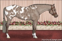 Horse Color:Liver Red Dun Appaloosa Brindle 