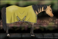 Horse Color:Bay Dun Sabino 