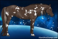 Horse Color:White Spotted Liver Chestnut