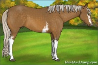 Horse Color:White Spotted Silver Buckskin 
