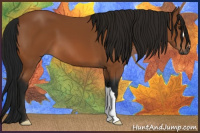 Horse Color:Gray Bay 