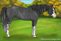 Horse Color:Blue Roan Sabino Splash  and Blue Roan Sabino Splash Rabicano 