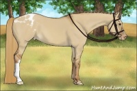 Horse Color:Red Dun Appaloosa 