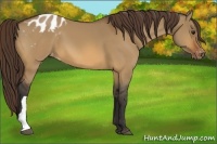Horse Color:Bay Dun Appaloosa 