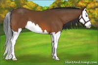 Horse Color:Bay Splash 