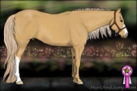 Horse Color:Palomino 