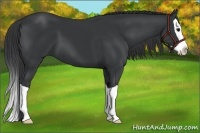 Horse Color:Black Splash