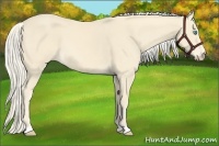 Horse Color:Cremello 