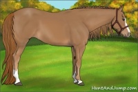 Horse Color:Chestnut Sabino
