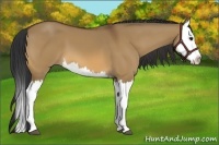 Horse Color:Bay Dun Splash 