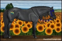 Horse Color:Blue Roan 