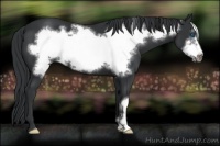 Horse Color:Black Frame 