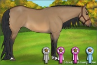 Horse Color:Bay Dun