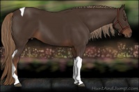 Horse Color:Liver Chestnut Tobiano 