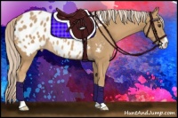 Horse Color:Palomino Sabino Appaloosa Rabicano 