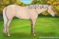 Horse Color:Silver Amber Champagne Roan Frame 