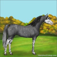 Horse Color:Blue Roan Sabino Splash  and Blue Roan Sabino Splash 