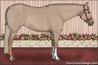 Horse Color:Red Dun Brindle 