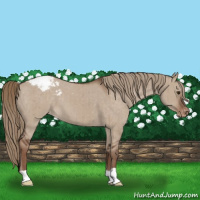 Horse Color:Liver Red Dun Mushroom Appaloosa Brindle