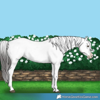 Horse Color:Liver Red Dun Blanket Brindle 