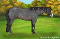 Horse Color:Blue Roan Sabino Splash  and Brown Roan Sabino Splash 