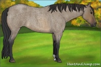 Horse Color:Brown Roan Dun 