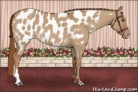 Horse Color:Red Dun Appaloosa