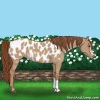 Horse Color:Red Dun Near Leopard 