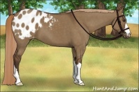 Horse Color:Liver Red Dun Appaloosa 