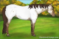 Horse Color:Liver Red Dun Appaloosa 