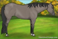Horse Color:Grullo Appaloosa 