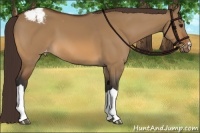 Horse Color:Bay Dun Appaloosa 