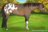 Horse Color:Brown Dun Appaloosa 
