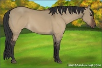 Horse Color:Brown Dun 