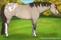 Horse Color:Bay Dun Appaloosa 
