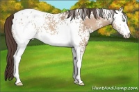 Horse Color:White Spotted Amber Champagne Appaloosa