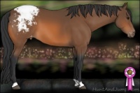 Horse Color:Bay Appaloosa