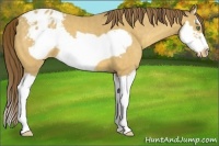 Horse Color:Sable Cream Champagne Splash Frame Appaloosa