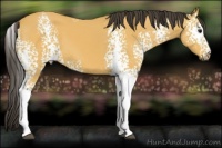 Horse Color:White Spotted Buckskin