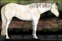 Horse Color:White Spotted Perlino Rabicano