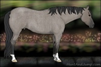 Horse Color:Grullo Roan 