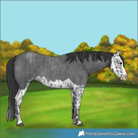 Horse Color:Blue Roan Sabino Splash  and Blue Roan Sabino Splash