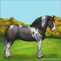 Horse Color:Black Sabino Splash  and Smoky Black Sabino Splash Tobiano 